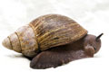 Archachatina degneri Ghana adult